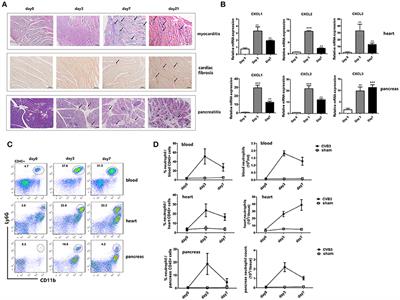 Gr-1+ Cells Other Than Ly6G+ Neutrophils Limit Virus Replication and Promote Myocardial Inflammation and Fibrosis Following Coxsackievirus B3 Infection of Mice